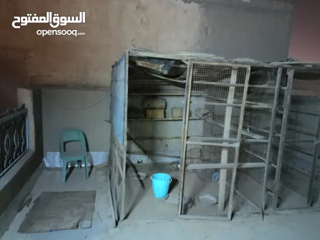 مطلوب نجار يشد قفص خشب بالجزيرة قياس 2×4