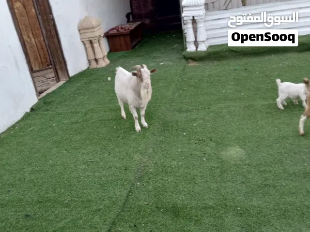 معز كردي للبيع