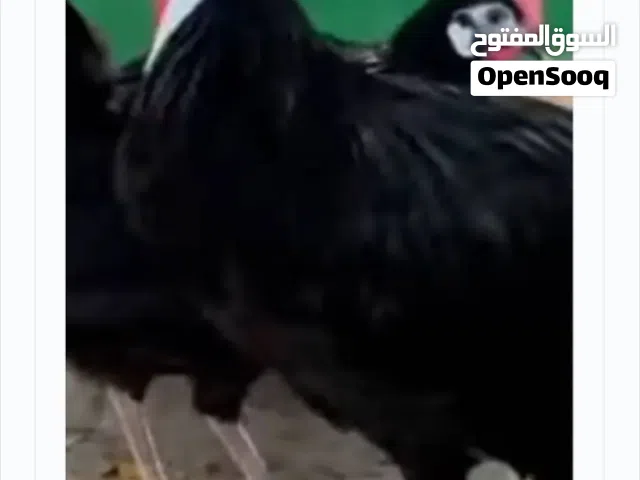 صوص مهرج الاسباني