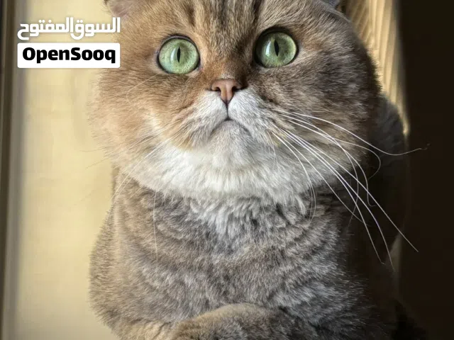 متوفر سكوتش فولد بيور للبيع
