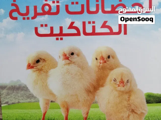 تخفيضات حضانات الرويسي لتفريخ الكتاكيت ( سمان. دجاج. نعام)