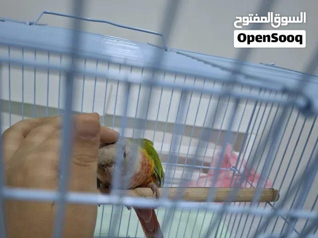 ببغاء كنيور