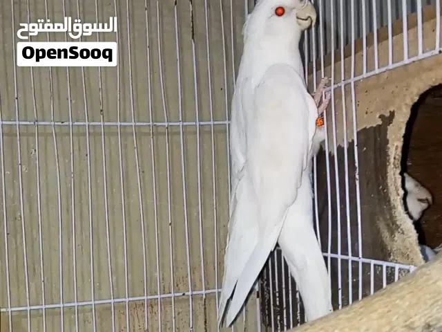 ببغاء كوكتيل البينو