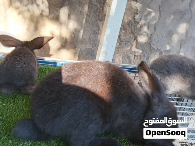 انتاج 3/4 جامبو اقراء الوصف