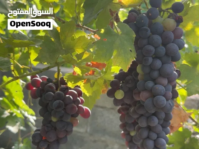 عنب عماني اسود