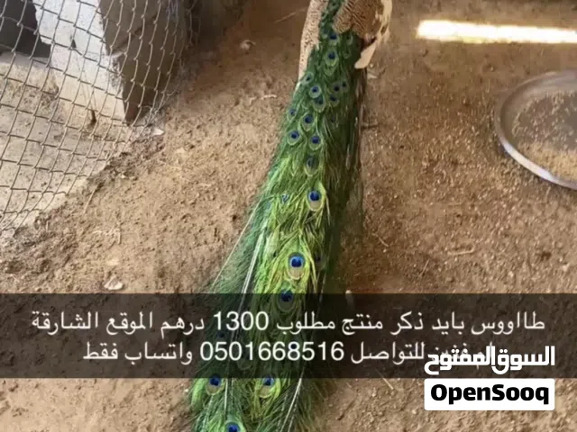 طاووس بايد ريش كامل ذكر منتج