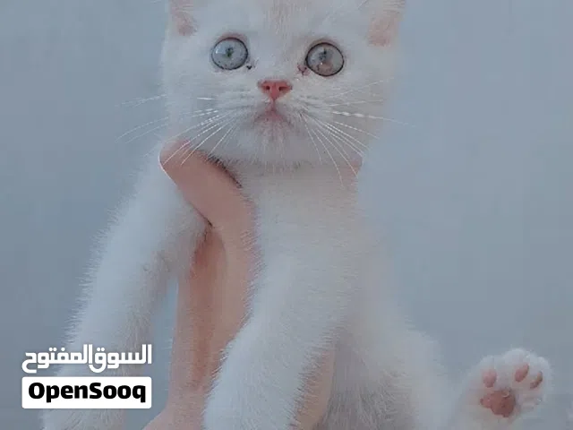 قط ذكر سكوتش ستريت