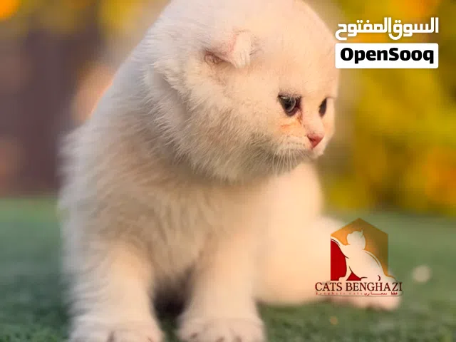 5 قطط سكوتشش