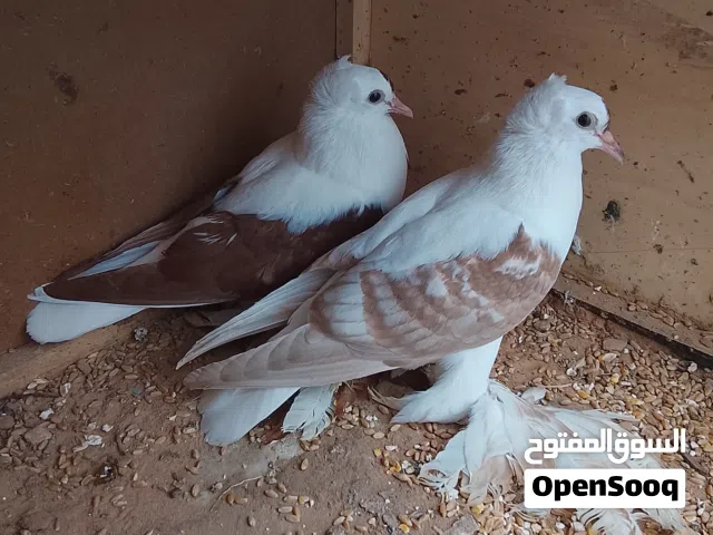 حمام انتاج للبيع