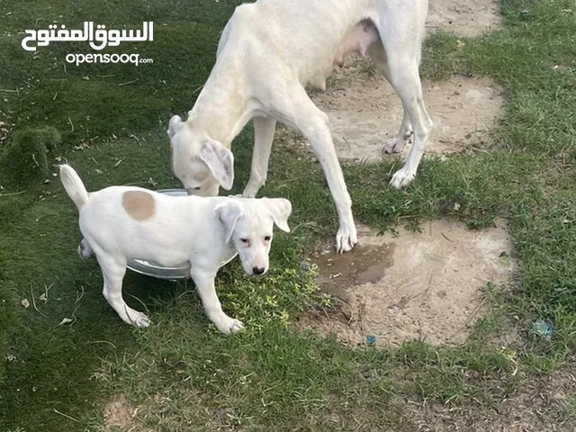 A beautiful dog for adoption, female, 70 days old, for 120 dirhams