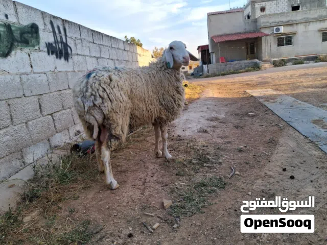 20 نعجه مخللاع فحول 2  العدد كامل 22  السن 13 حبات 9 جمع نضيف