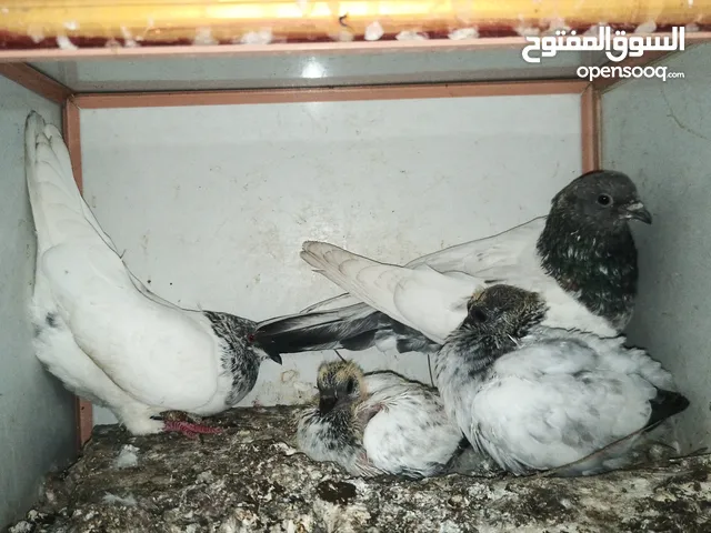 حمام تور 26 طير كلهن يدكن بل غيم الافراح هديه ويه امهاتهن ابيعهن كلهن سويه سعر الزوج 7 الاف