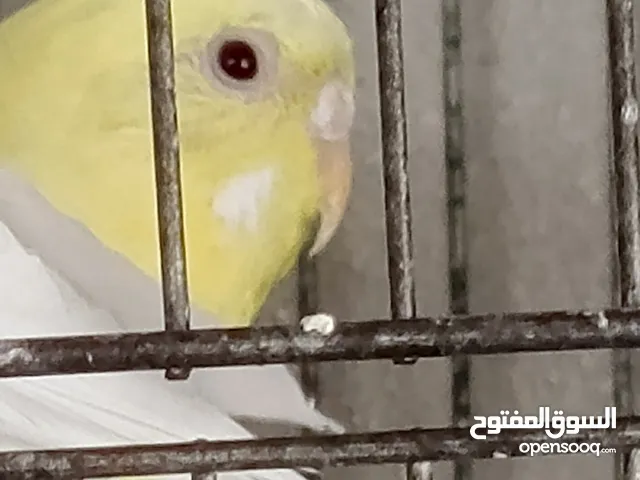 عصافير حب للبيع