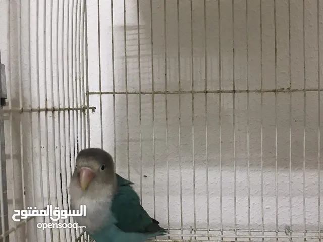 ببغاء فيشر اليف