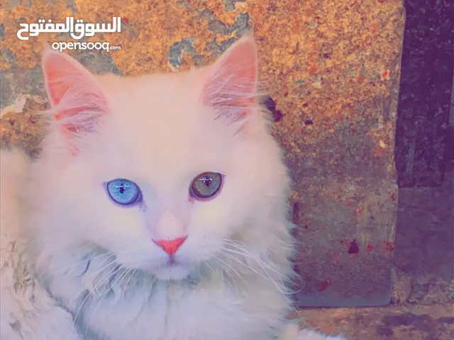 بس شراز وبس هيماليا للبيع تواصل ع رقم