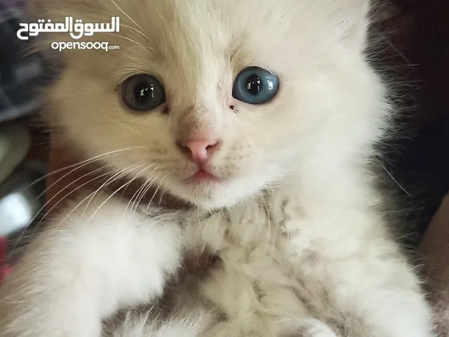 قطه للبيع عمرها 12 شهر