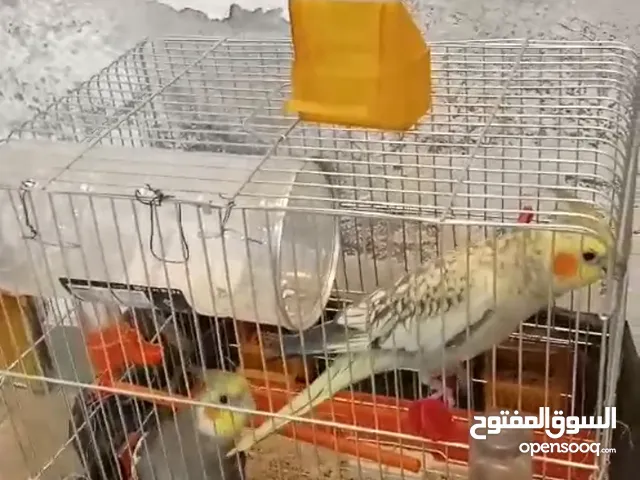 جوز كوكتيل شغالات 100٪100 السعر 40