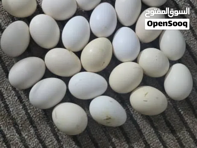 بيض دجاج عربي مخصب