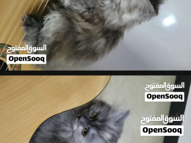 تتوفر قطط شيرازي بيور مميزة للبيع بعمر شهرين، وهو السعر المثالي لبدء التربية والتعود على المنزل الجد