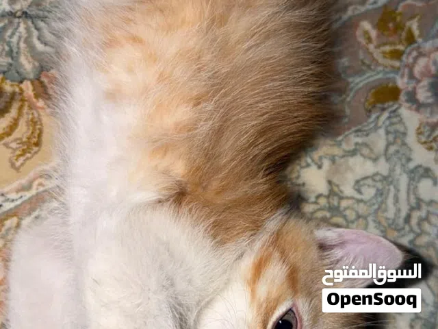 قطط للبيع عمر شهرين سكوتش ..