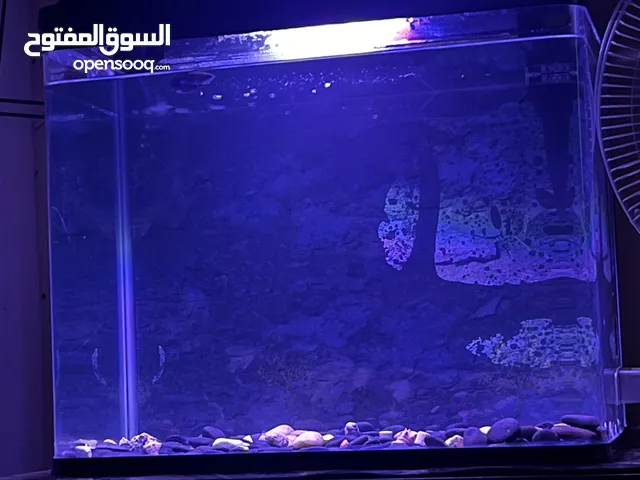 fish aquarium