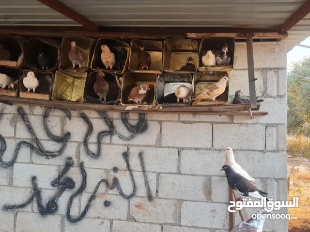 50 جوز حمام