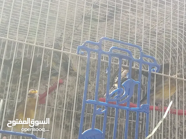 بناديق حسون مسمعات للبيع