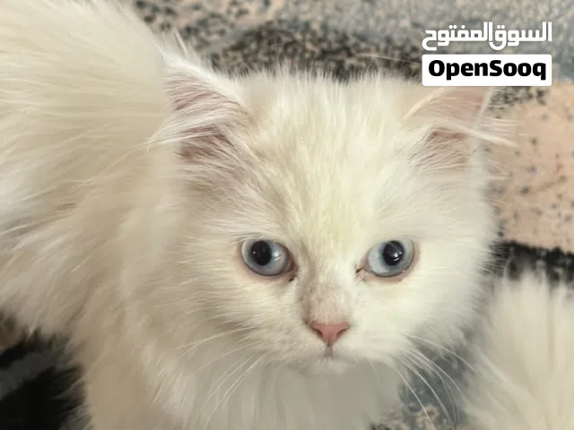 متوفر قطط للبيع او التبني