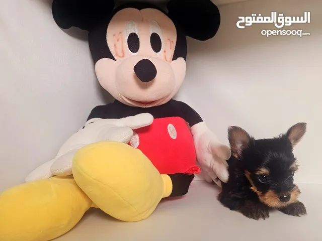 يوركي شاير yorki shaier