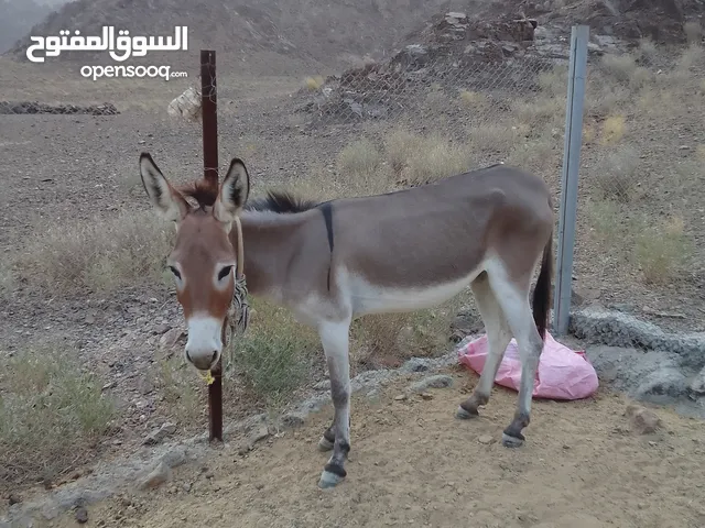 حماره للبيع