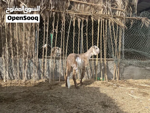 اغنام للبيع