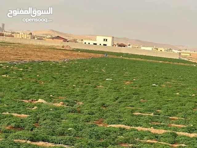 Farm Land for Sale in Mafraq Al-Zaytouna