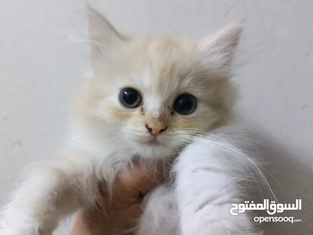 قطه شيرازي للبيع