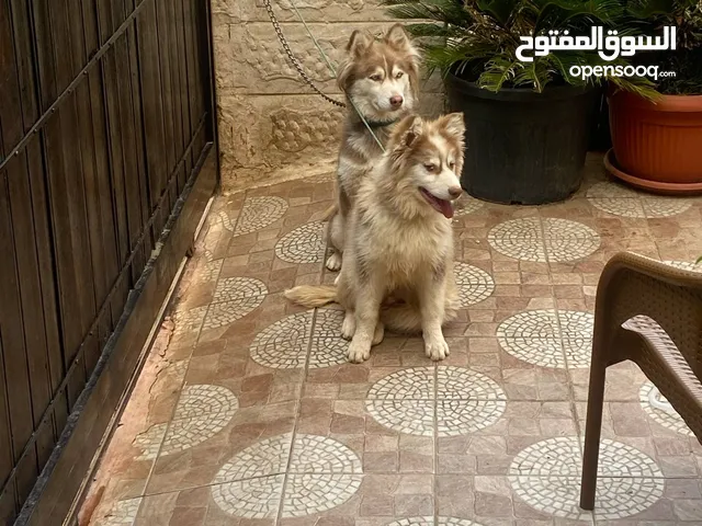 كلب هاسكي بيور