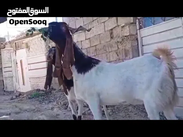 عنوز اثنين للبيع افغانيات