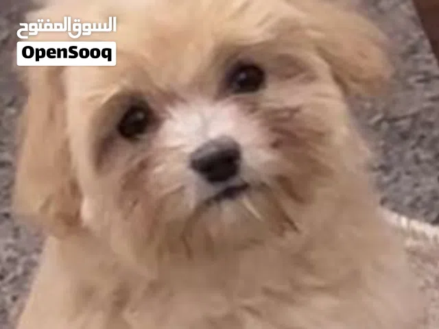 اريد كلب للتبني عمره اقل من 6 اشهر نفس الكلب الي بالصوره وصغير نوع تيرير