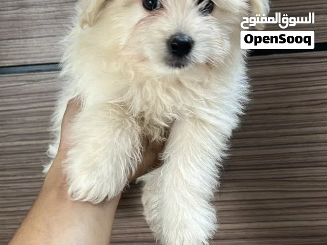 Lovely mini size poodle puppies (55) days  جراء بودل حجم ميني العمر (55)