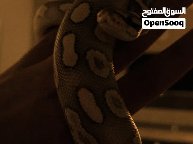 ثعبان Ball Python انثى خمس شهور مع القفص وكل شي