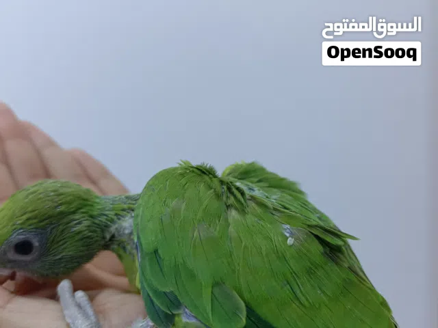 درر هندي انتاج عراقي متعلمات ع الزق