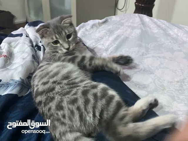 للبيع قط مكس سكوتش فولد مع بنغال