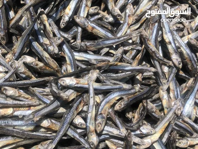 DRIED ANCHOVY OF IRAN( Kashakh Fish)