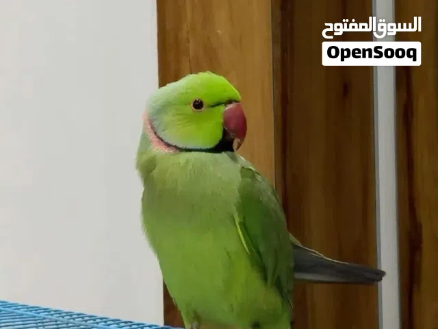 Green parrot