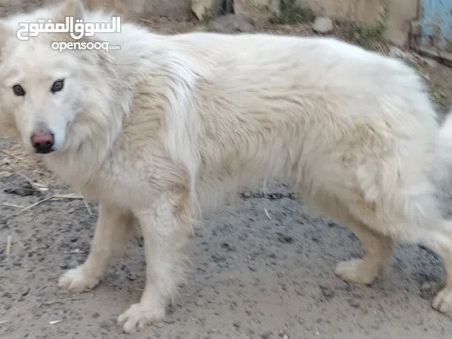 هاسكي ابيض بيور