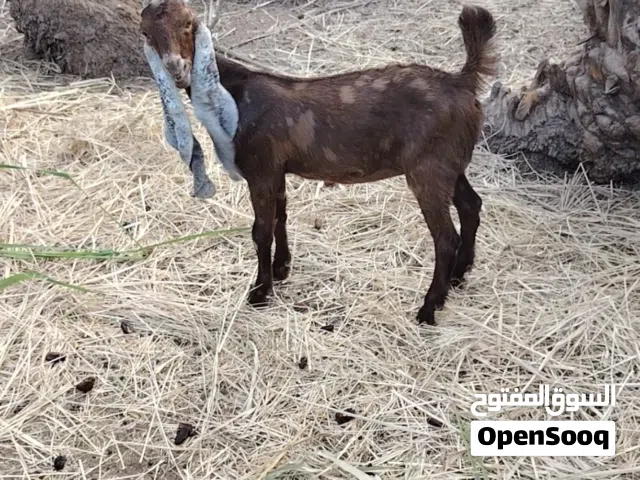 حلال هندي وباكستاني للبيع