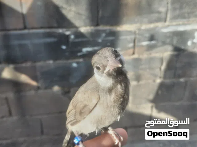 بلبل فحل