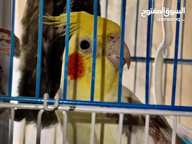 3 عصافير كوكتيل
