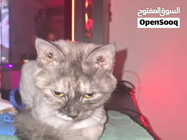 للتبني معا جميع أدوات القطه