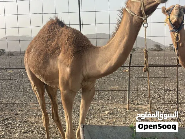 جعود فطيم سمين وراهي