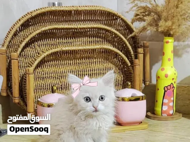 قطوسه شيرازي للبيع عمرها 55يوم