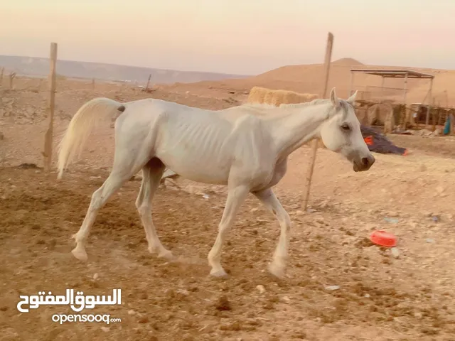 حصان عربي شعبي للبيع